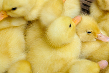 Photo / Thinkstock
