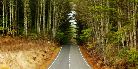 Could wood be the fuel of our future? Photo / Amos Chapple