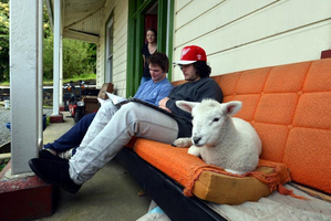Buster the lamb with his new flatmates. Photo / Stephen Jaquiery