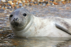 The Senate Standing Committee on Fisheries and Oceans called for the 'targeted removal' of grey seals. Photo / Thinkstock