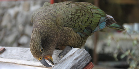 One of Arthur's Pass' popular residents, a kea, pulls apart a sign. Photo / Paul Harper
