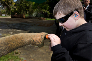 Logan Mennie, 9, gets up close and personal with Burma the elephant at the Auckland Zoo, as part of Blind Week. Photo / Brett Phibbs