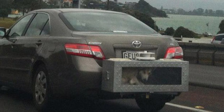 Animal cargo. Photo / Supplied