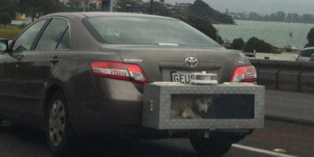 Animal cargo. Photo / Supplied