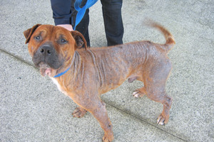 Haze lost about 90 per cent of his fur after his owner failed to get treatment for him. Photo / The Daily Post