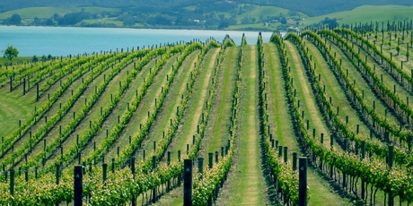 New Zealand wine exporters are increasingly focused on building a presence in Asia. Photo / NZH