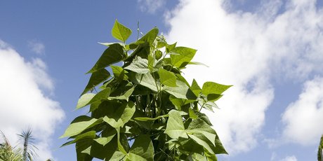 Tripods are a sensible way to make garden space available for prolific spreaders like cucurbits. Photo / David White