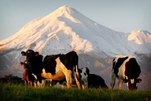Dairy industry hit by last year's Maui gas pipeline leak. Photo / Christine Cornege