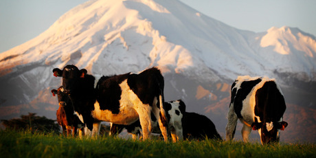 For the first time, members of the public are able to gain exposure to New Zealand's biggest company. Photo / Christine Cornege