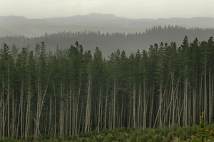 The price of New Zealand carbon units has dropped to about $3 a tonne. Photo / Alan Gibson