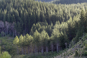 Photo / APN