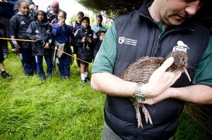 Andrew Nelson, from DOC, holds one of six Coromandel brown Kiwi that have arrived onto Motutapu Island. Photo / Dean Purcell