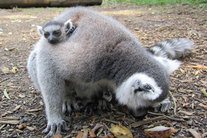 The lemur twins and their mum at Hamilton Zoo. Photo / Supplied