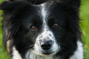 The dog, a collie, is expected to survive. Photo / File / Thinkstock