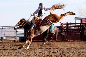 Auckland council banned rodeos in 2008.Photo / Thinkstock
