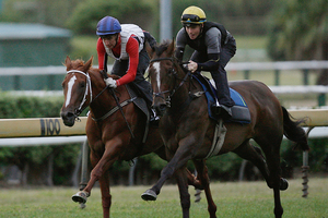 Fazzle (outer) has the class to sprint well fresh at Waipa tomorrow.Picture / Greg Bowker