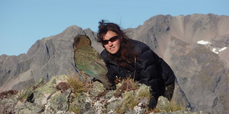 University of Canterbury PhD student Laura Young looked at the foraging behaviour of kea and found they spend a large proportion of their time eating fruit. Photo / supplied