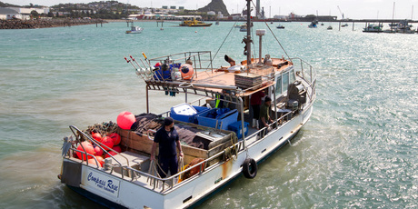 The fishing boat, Compass Rose, at Port Taranaki in New Plymouth. Photo / Mark Mitchell