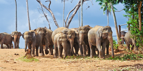 Elephants roam in Udawalawe National Park. Photo / Getty Images