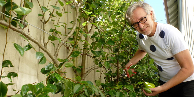 An espaliered pear squeezes nicely in the waste space down the side of a house. Photo / Meg Liptrot