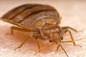 Bedbugs or cimex lectularius,are invading New Zealand accommodation and homes. Photo / Supplied
