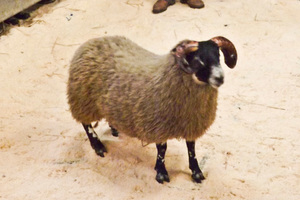 This Blackface lamb fetched $175,820 at auction in Scotland. Photo / AP