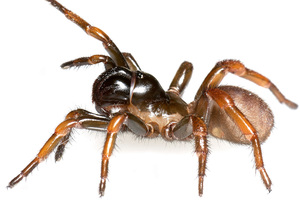 Fear of spiders is one of the more common phobias. Photo / AP