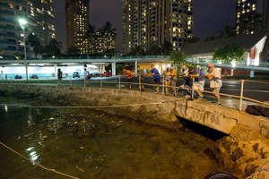 Visitors and Oahu residents watch the water level in the Ala Wai Harbor waiting for the arrival of a tsunami in Honolulu. Photo / AP