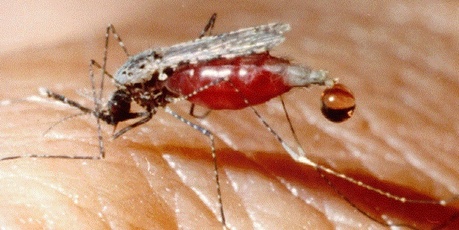 The mosquito-borne disease's latest annual death toll sits at 655,000. Photo / Supplied