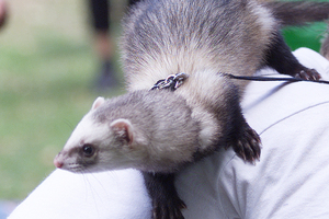 It is illegal to keep or breed ferrets in New Zealand other than for export. Photo / Peter Meecham