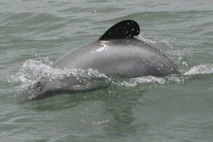 A parasite traced to cats has been identified as the primary cause of death in seven of 28 Hector's-type dolphins. Photo / Glenn Jeffrey