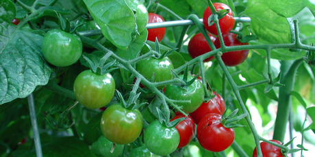It's time to plant your summer tomatoes, but they do require lots of care and attention. Photo / Supplied