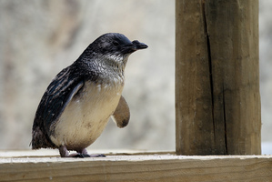 Penguin Cove, a new enclosure for Little Blue Penguins, at the National Aquarium of New Zealand, Marine Parade, Napier. Photo / Duncan Brown