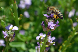 Bryce Hooton started Golden Flow Apiaries 23 years ago. Photo / Nadia Taituha