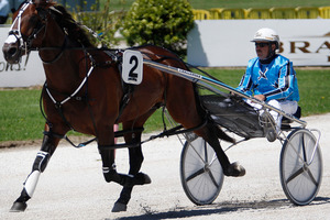 Gold Ace is a sound each-way chance at Addington tonight. Photo / Sarah Ivey