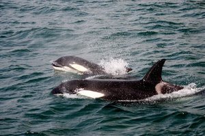 Hungry Killer Whales are hanging around Hawke Bay looking for lunch. Photo / File