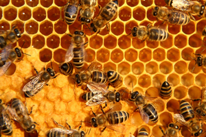 Prices for top-quality manuka honey have risen to a massive $400-plus a kilogram. Photo / Thinkstock