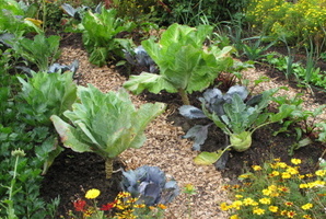 Do you have a vege patch?Photo / Thinkstock