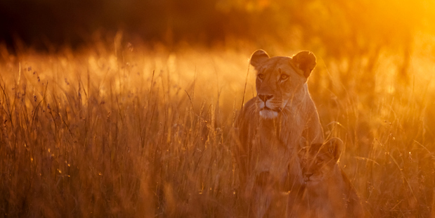 A local soaking in the late afternoon sun at Kenya's Masai Mara Reservation. Photo / Thinkstock