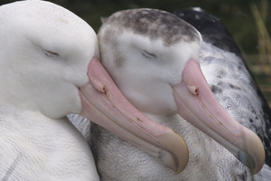 A total of 19 out of 22 albatross species are currently considered threatened. Photo / Thinkstock