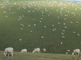Rustling and poaching is of growing concern to police in Hawke's Bay. Photo / Hawke's Bay Today