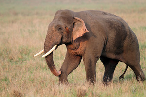 Lets deal with the elephant in the room: New Zealand is not a tax haven. Photo / Getty Images