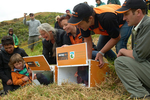 One of New Zealand's rarest native birds, the takahe, is released on Motutapu Island. Photo / DoC