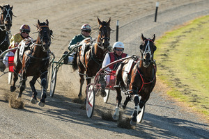 Terror to Love shows his fitness by easily winning the Cup Trial at Addington yesterday. Photo / Martin Hunter
