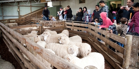 Sheep Shearing at Ambury farm. Photo / Supplied