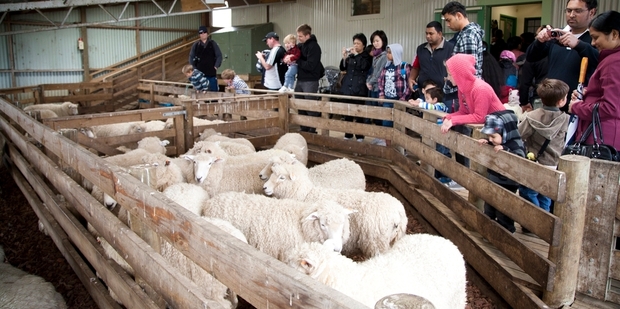 Sheep Shearing at Ambury farm. Photo / Supplied