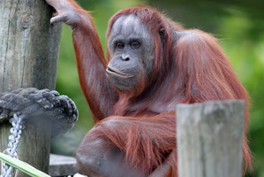 Six orangutans live in two family groups at Auckland Zoo. Photo / Doug Sherring