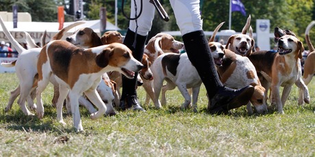 The Game Fair wouldn't be complete without hounds. Photo / Supplied