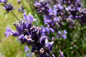 Be creative with themes to refresh garden pots: 'Cottage colour' could use lavender as its base. Photo / Supplied