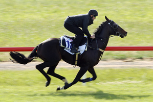With no New Zealand horses in the Melbourne Cup there will be plenty of interest in Kiwi jockey James Mc Donald's mount Fiorente. Photo / Supplied
